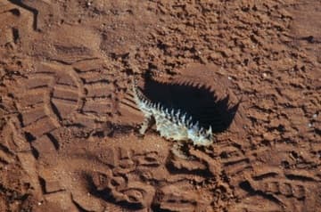A thorny devil lizard among the footprints at Uluru.