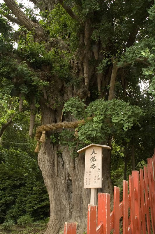 Tsurugaoka Hachimangu
