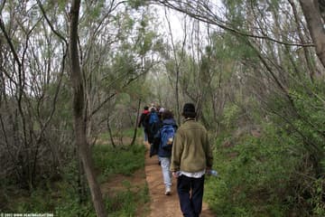 As Wadi Kharrar approaches the Jordan River, the change in the environment is dramatic. The narrow strip leading down to the river is more like Southeast Asia than the Middle East - no wonder the Prophet Jeremiah spoke of "the jungle of the Jordan" (Jer. 49:19).