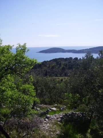 Dense trees and tropical flora on Kolocep Island.
