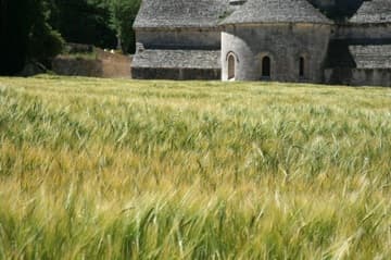 Glimpse of the apse nestled behind a golden wheat field. Nestled in a valley in Provence famed for its lavender fields, the Cistercian Abbey of Senanque was founded in 1148. The austere and harmonious church, built in the Romanesque style, was consecrated in 1178.